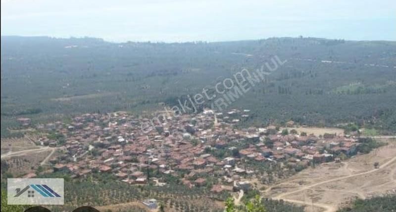 Bursa/orhangazi /çakırlı Satılık Zeytinlik - Görsel 2