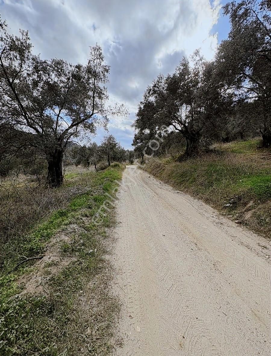 Atça Yağdere Mah.satılık 451 M2 Hobi Bahçesi - Görsel 2