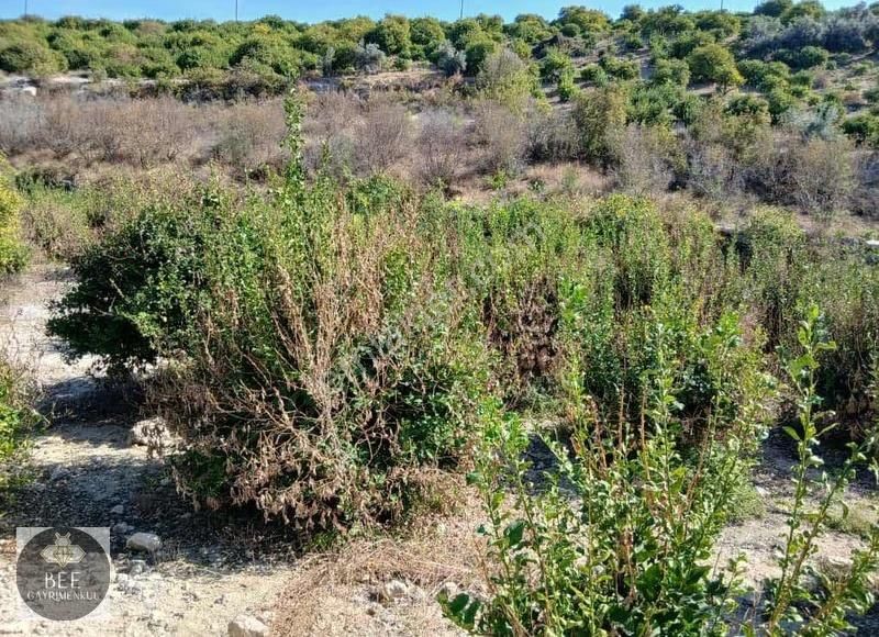 Bee Gayrimenkulden Elvanlı Merkeze Yakın Yatırımlık Kelepir - Görsel 4