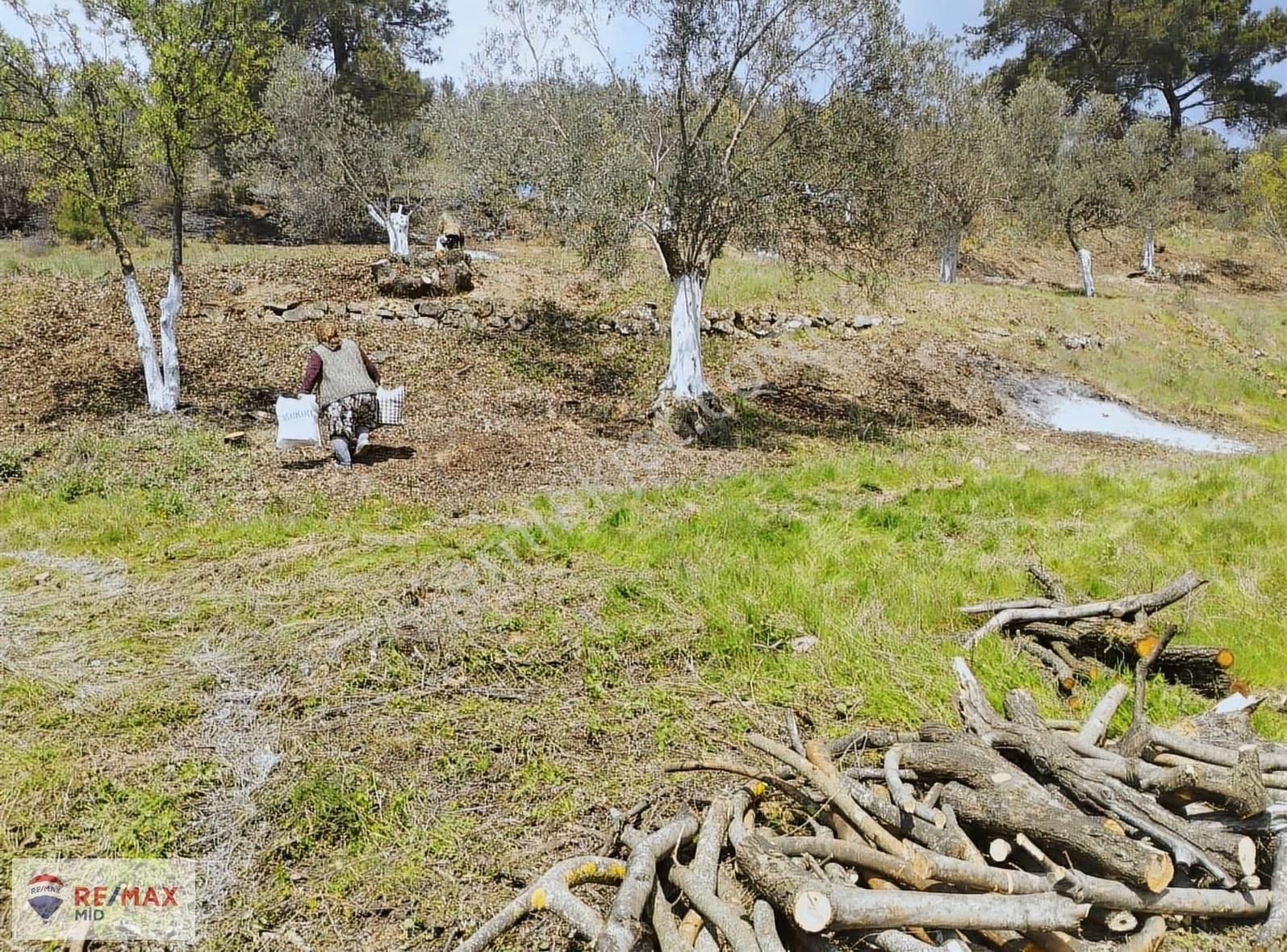 Havran Sarnıç Mah. Baraj Manzaralı 1827 M2 Satılık Zeytinlik - Görsel 11