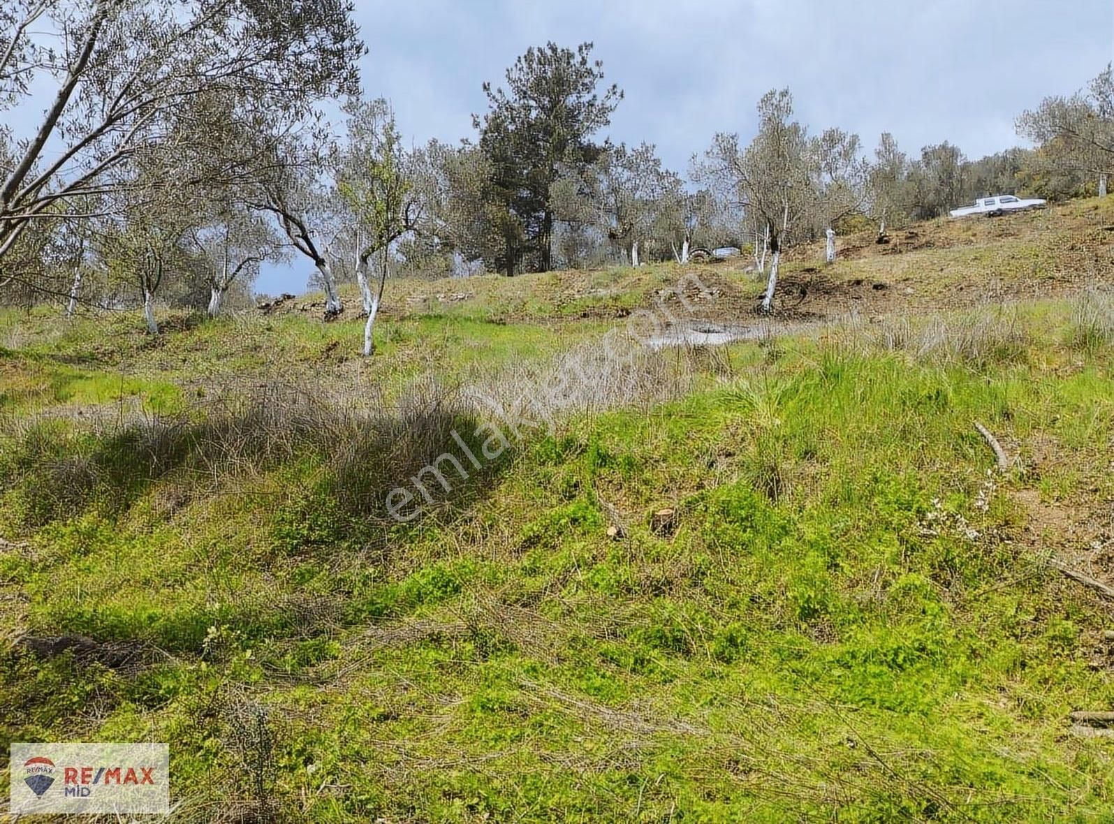 Havran Sarnıç Mah. Baraj Manzaralı 1827 M2 Satılık Zeytinlik - Görsel 10
