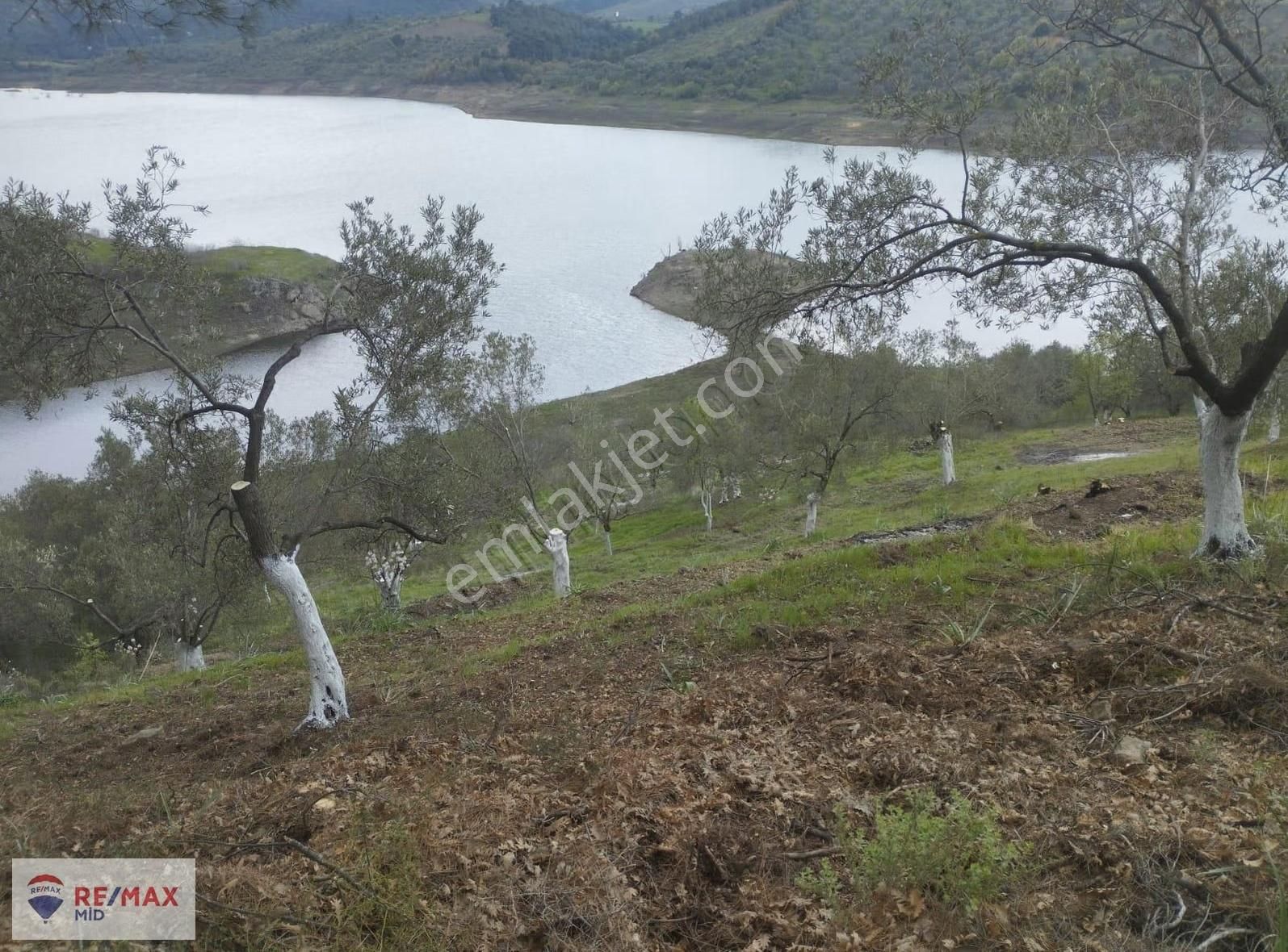 Havran Sarnıç Mah. Baraj Manzaralı 1827 M2 Satılık Zeytinlik - Görsel 17