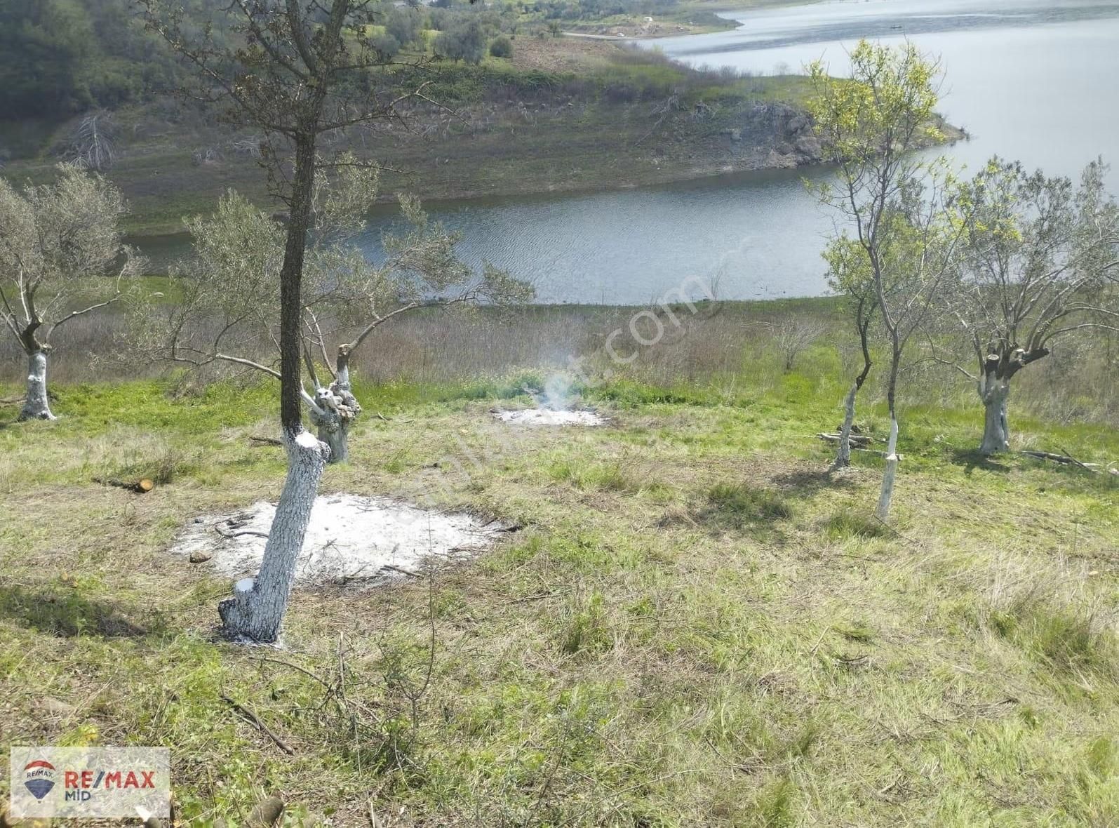 Havran Sarnıç Mah. Baraj Manzaralı 1827 M2 Satılık Zeytinlik - Görsel 6