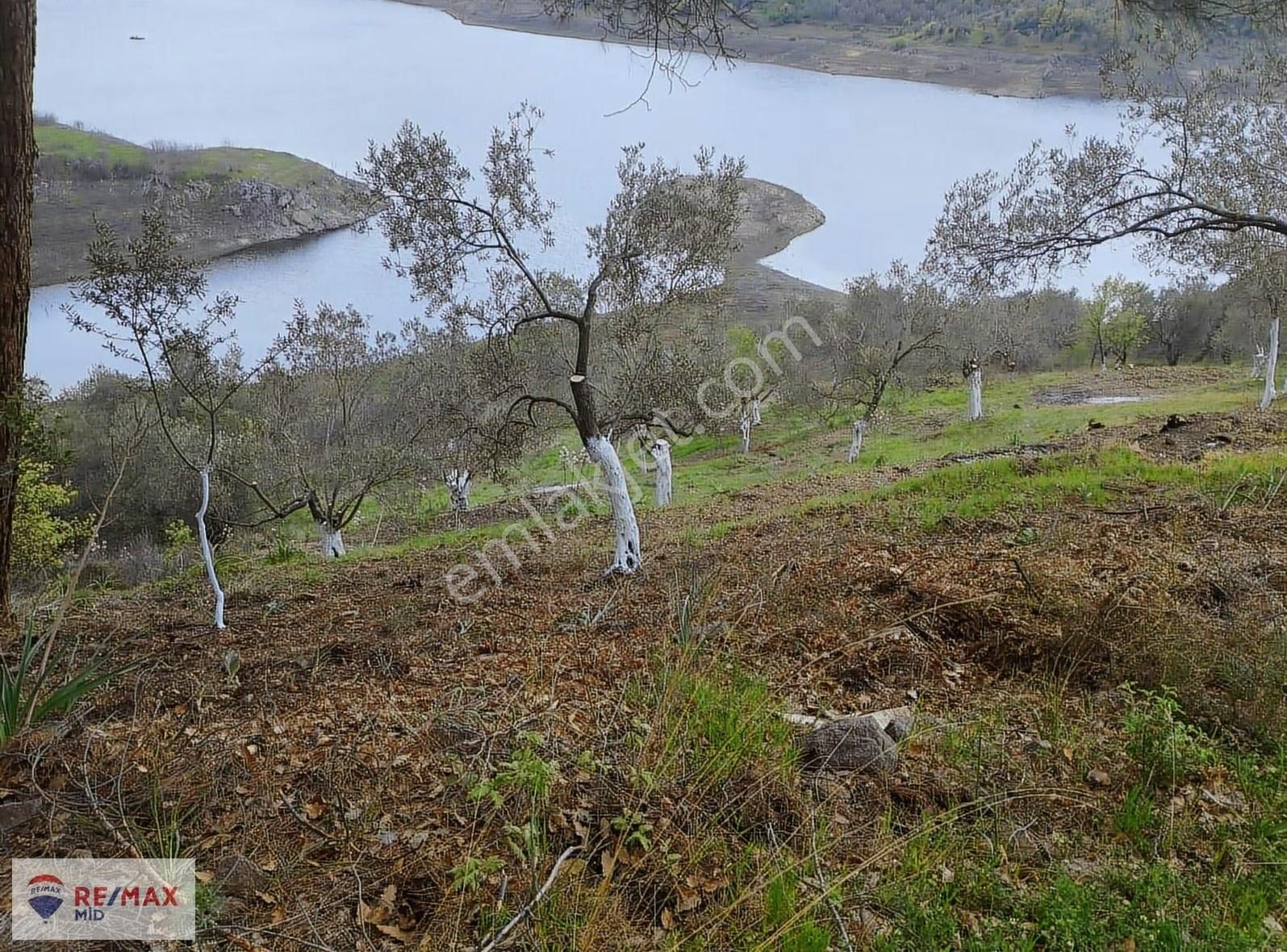 Havran Sarnıç Mah. Baraj Manzaralı 1827 M2 Satılık Zeytinlik - Görsel 4