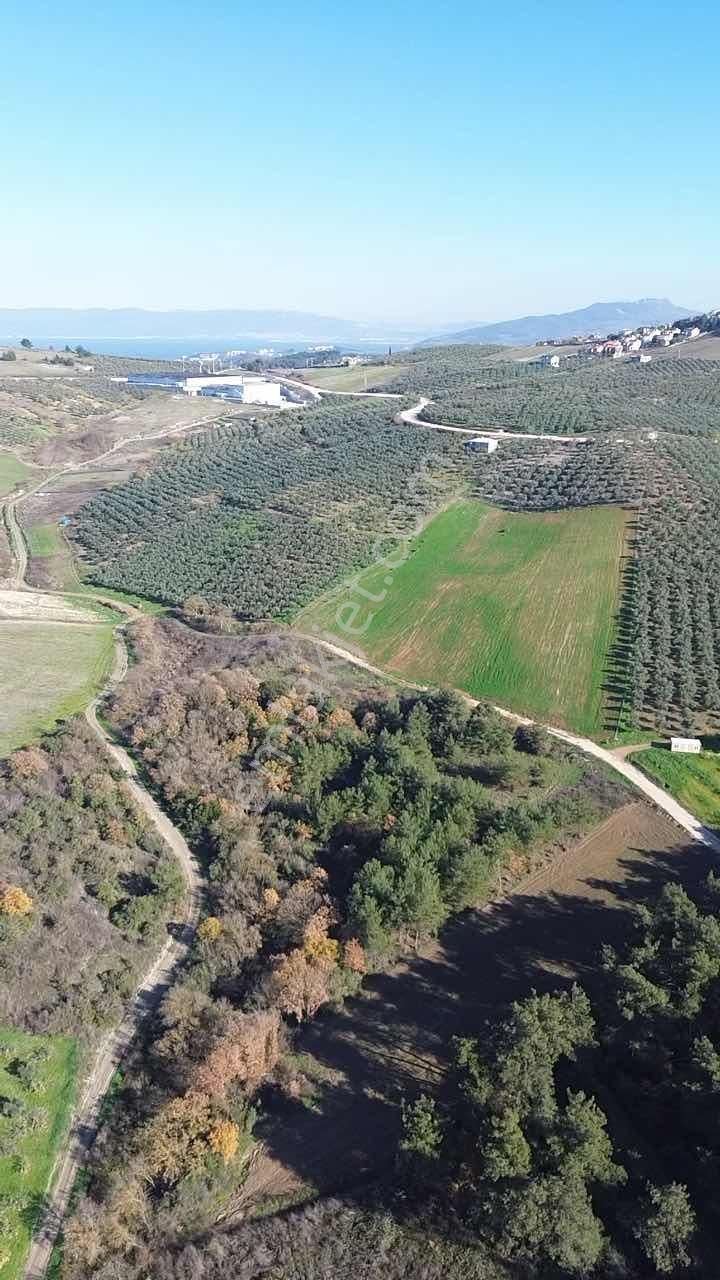 *ülküköy'de Yola Cepheli,yüksek Potansiyelli Yatırımlık Arazi!* - Görsel 11