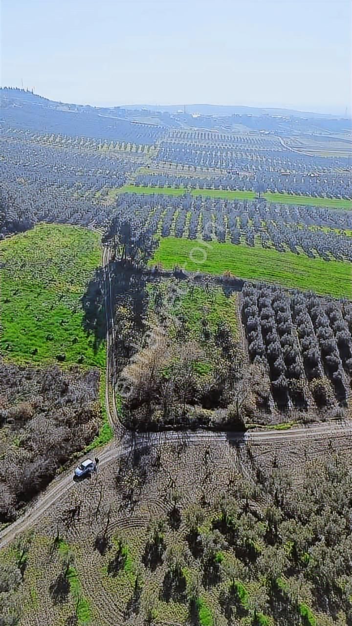 *ülküköy'de Yola Cepheli,yüksek Potansiyelli Yatırımlık Arazi!* - Görsel 6