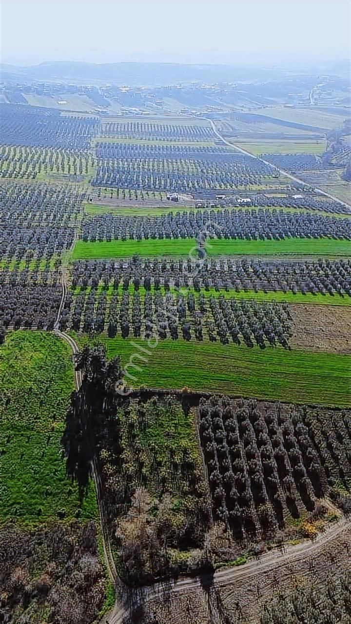 *ülküköy'de Yola Cepheli,yüksek Potansiyelli Yatırımlık Arazi!* - Görsel 14
