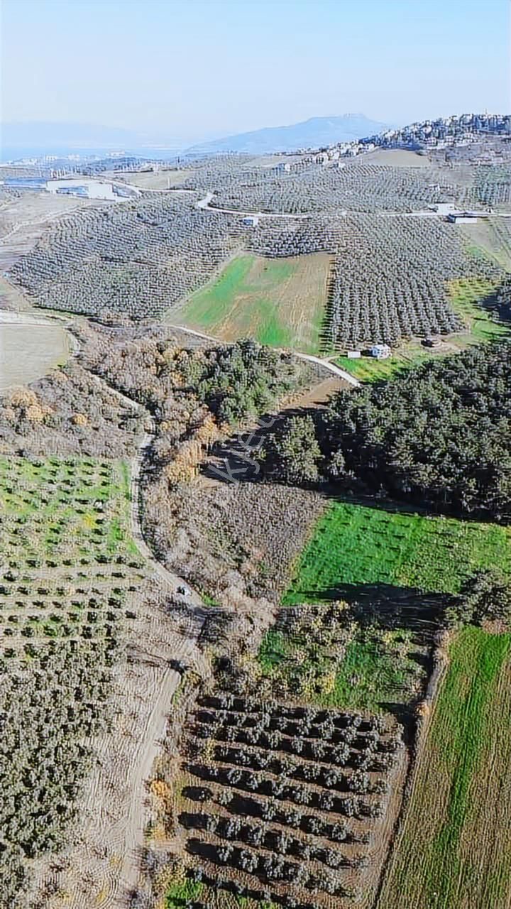 *ülküköy'de Yola Cepheli,yüksek Potansiyelli Yatırımlık Arazi!* - Görsel 7
