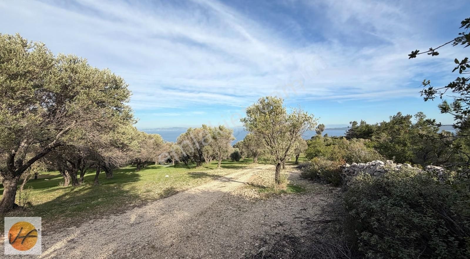 Karaburun Mordoğan Deniz Manzaralı Satılık Zeytinli Tarla - Görsel 6