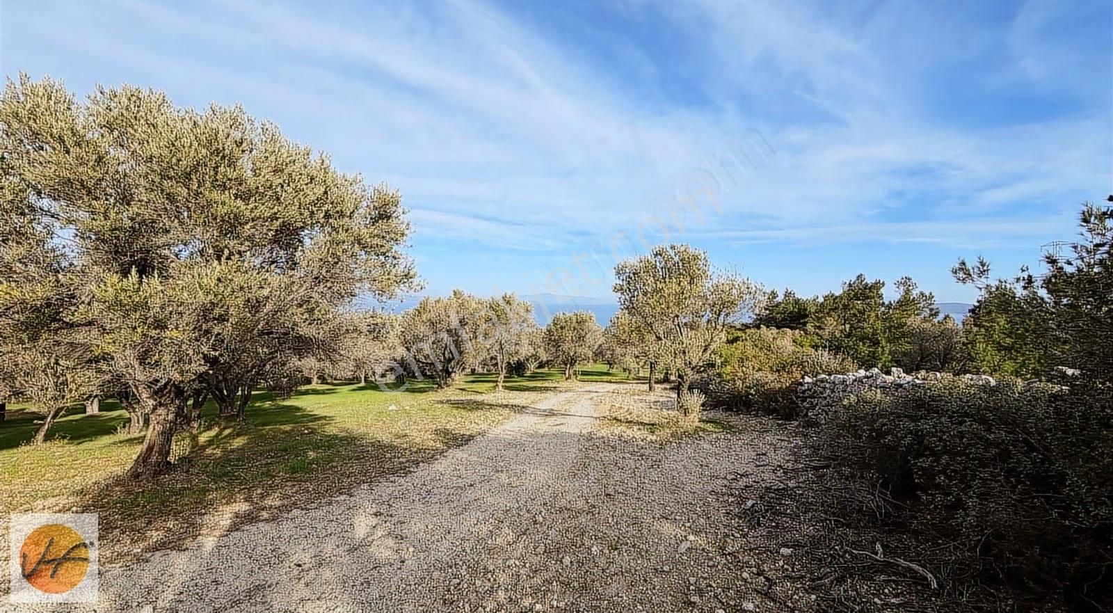 Karaburun Mordoğan Deniz Manzaralı Satılık Zeytinli Tarla - Görsel 14