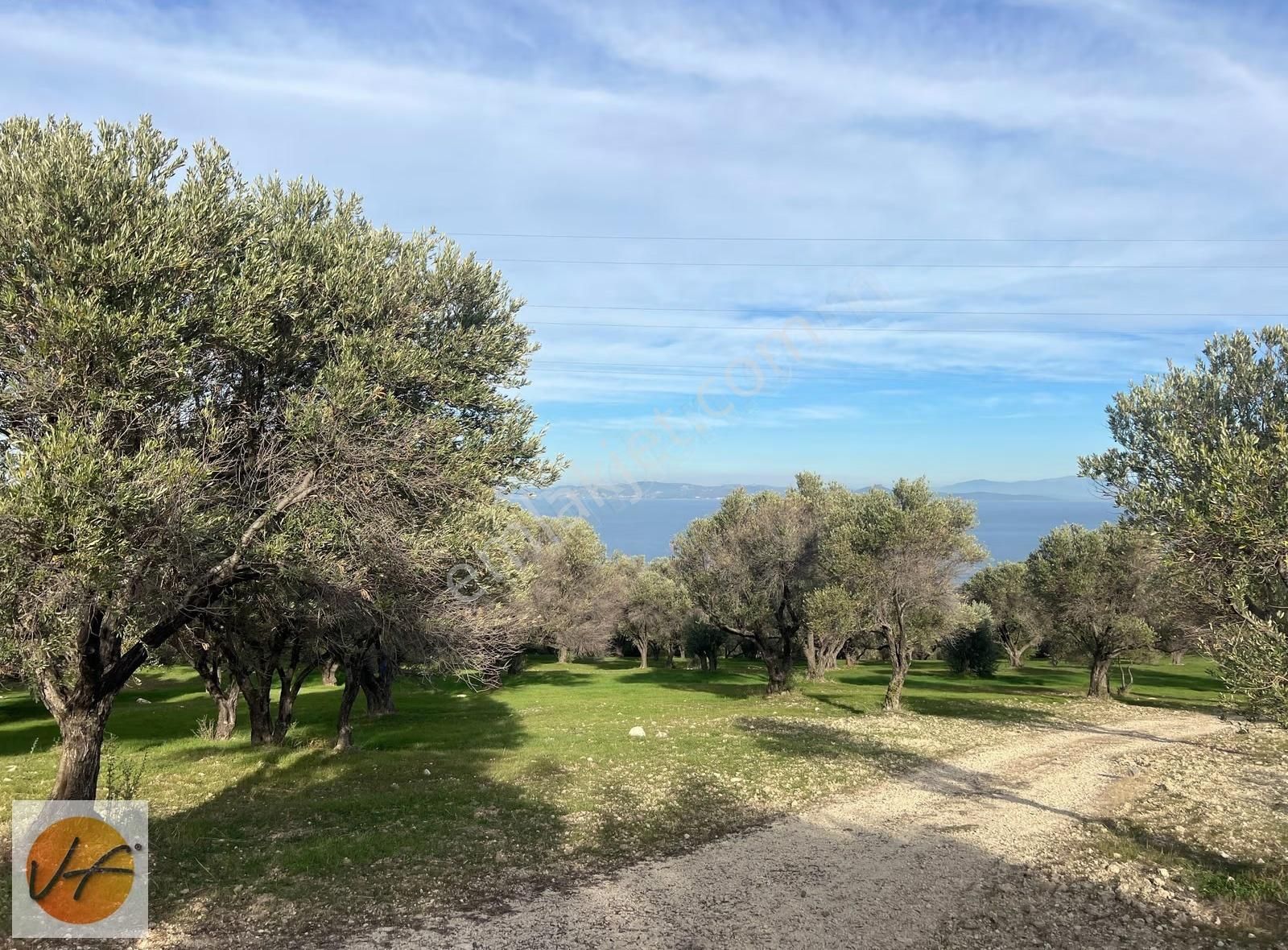 Karaburun Mordoğan Deniz Manzaralı Satılık Zeytinli Tarla - Görsel 17