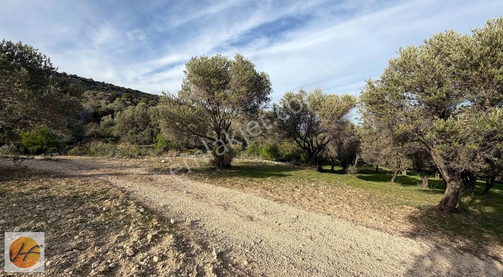 Karaburun Mordoğan Deniz Manzaralı Satılık Zeytinli Tarla - Görsel 13