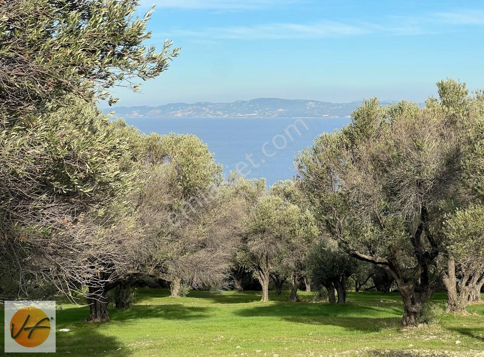 Karaburun Mordoğan Deniz Manzaralı Satılık Zeytinli Tarla - Görsel 3