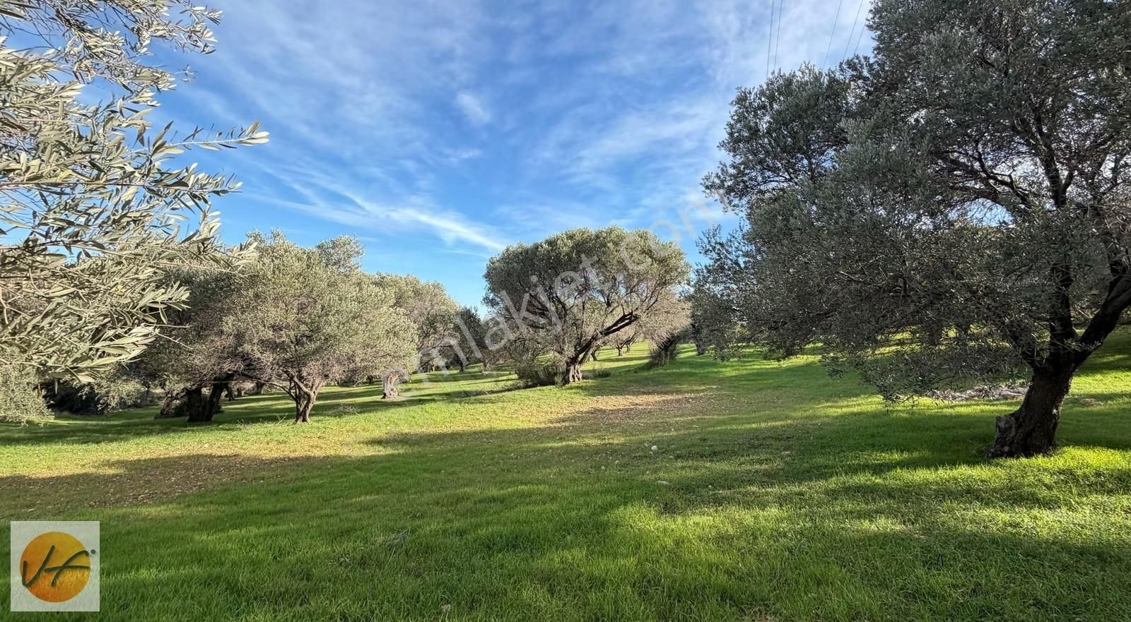 Karaburun Mordoğan Deniz Manzaralı Satılık Zeytinli Tarla - Görsel 19
