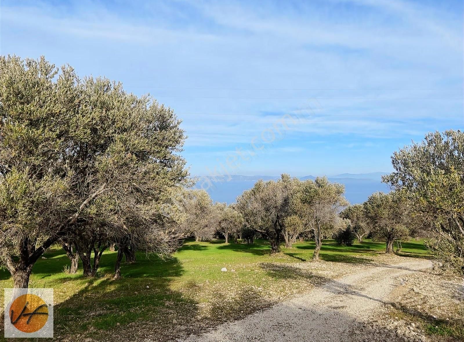 Karaburun Mordoğan Deniz Manzaralı Satılık Zeytinli Tarla - Görsel 18