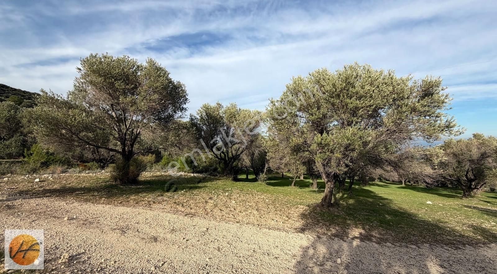 Karaburun Mordoğan Deniz Manzaralı Satılık Zeytinli Tarla - Görsel 4
