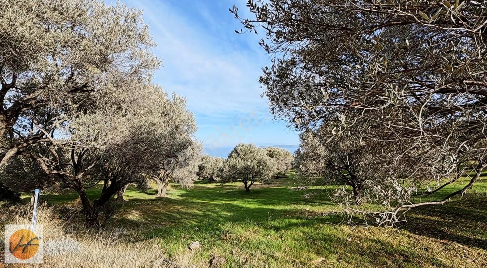 Karaburun Mordoğan Deniz Manzaralı Satılık Zeytinli Tarla - Görsel 5