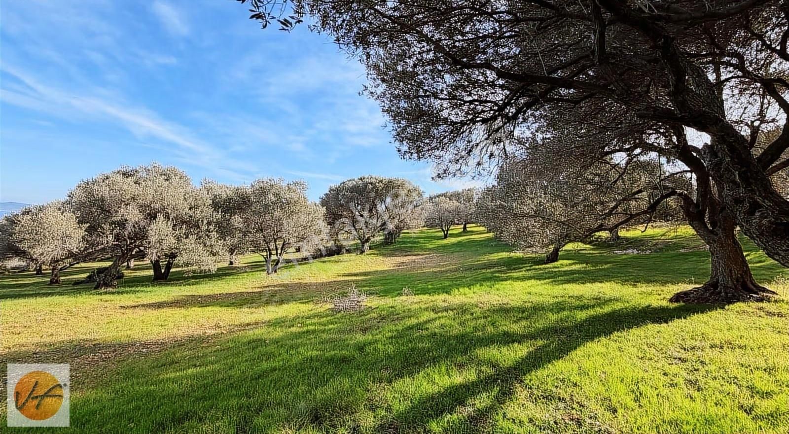 Karaburun Mordoğan Deniz Manzaralı Satılık Zeytinli Tarla - Görsel 20