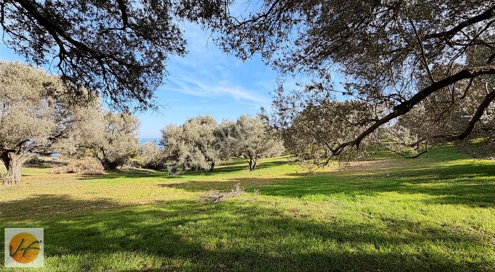 Karaburun Mordoğan Deniz Manzaralı Satılık Zeytinli Tarla - Görsel 7