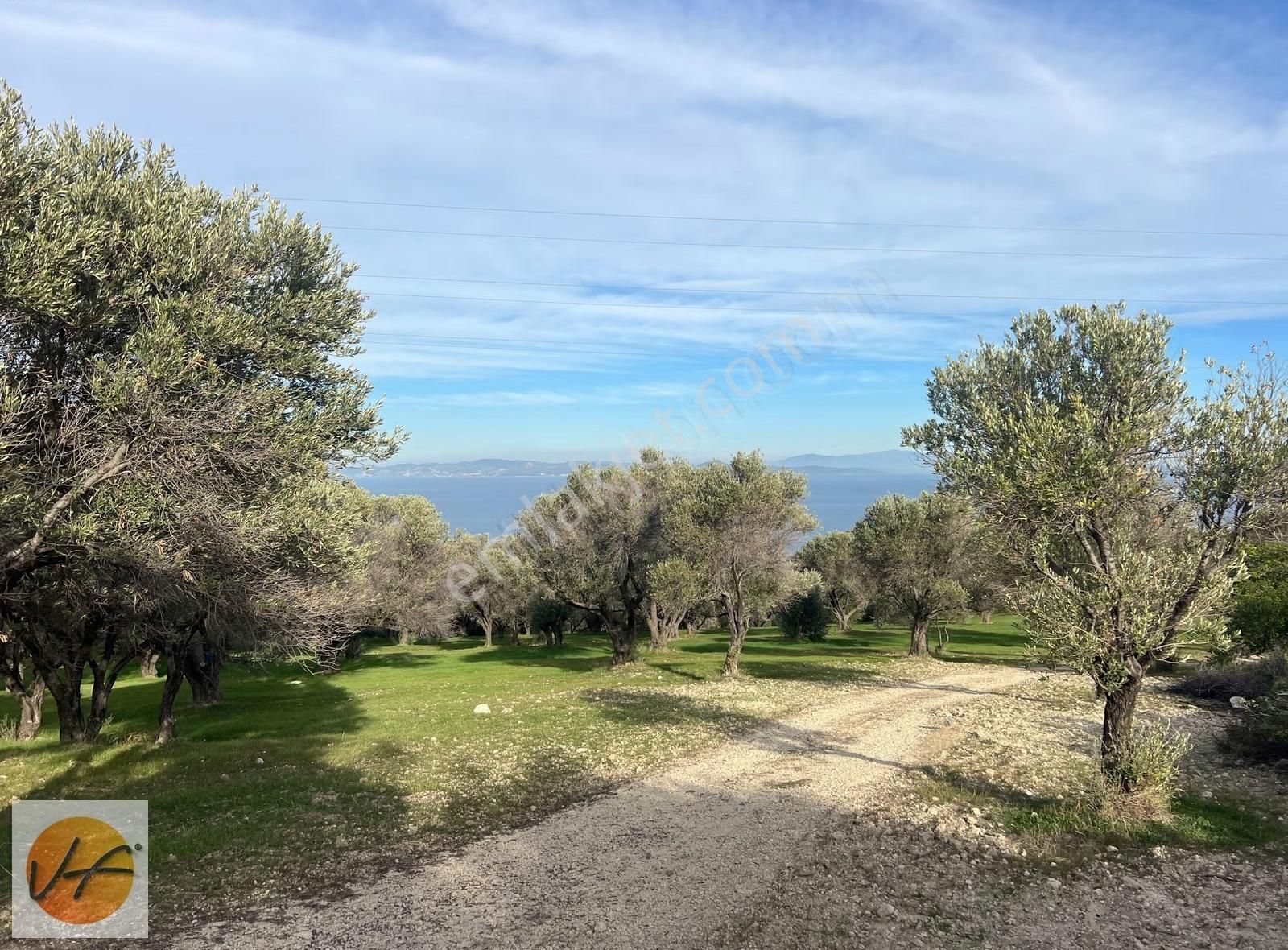 Karaburun Mordoğan Deniz Manzaralı Satılık Zeytinli Tarla - Görsel 9
