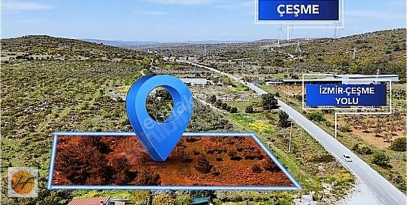 Çeşme Germiyan Mahallesinde Satılık 1990 M2 Zeytinli Tarla - Görsel 2