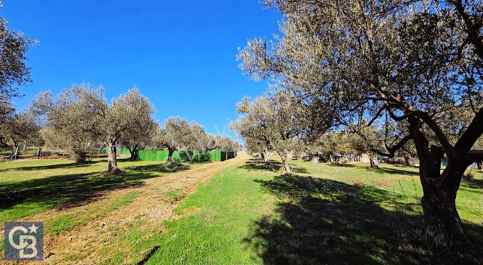 Cb Odak'tan Satılık Samurlu'da 506 M2 Zeytinli Tarla - Görsel 2