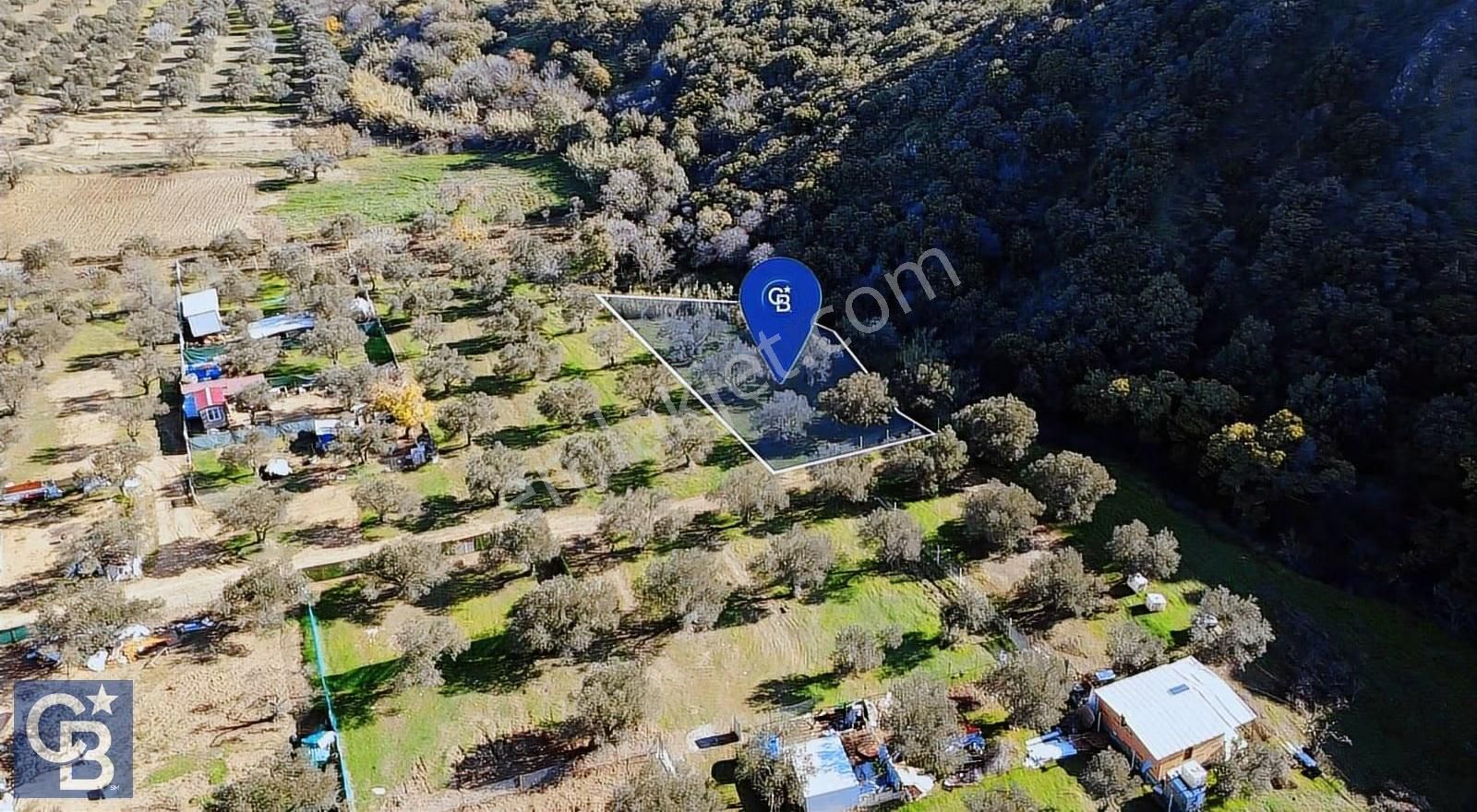 Cb Odak'tan Satılık Samurlu'da 506 M2 Zeytinli Tarla - Görsel 4