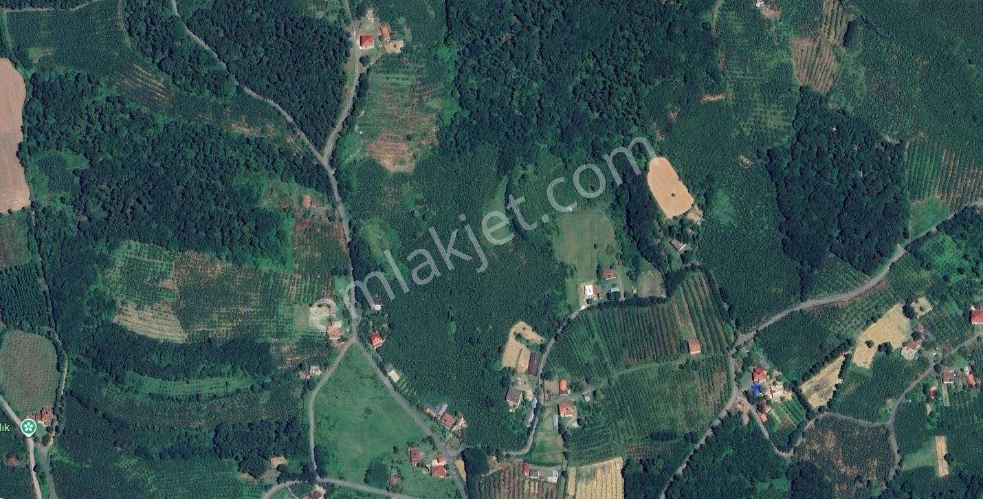 Salıpazarı Biçme Köyünde Satılık 16600 M2 Fındık Bahçesi - Görsel 2