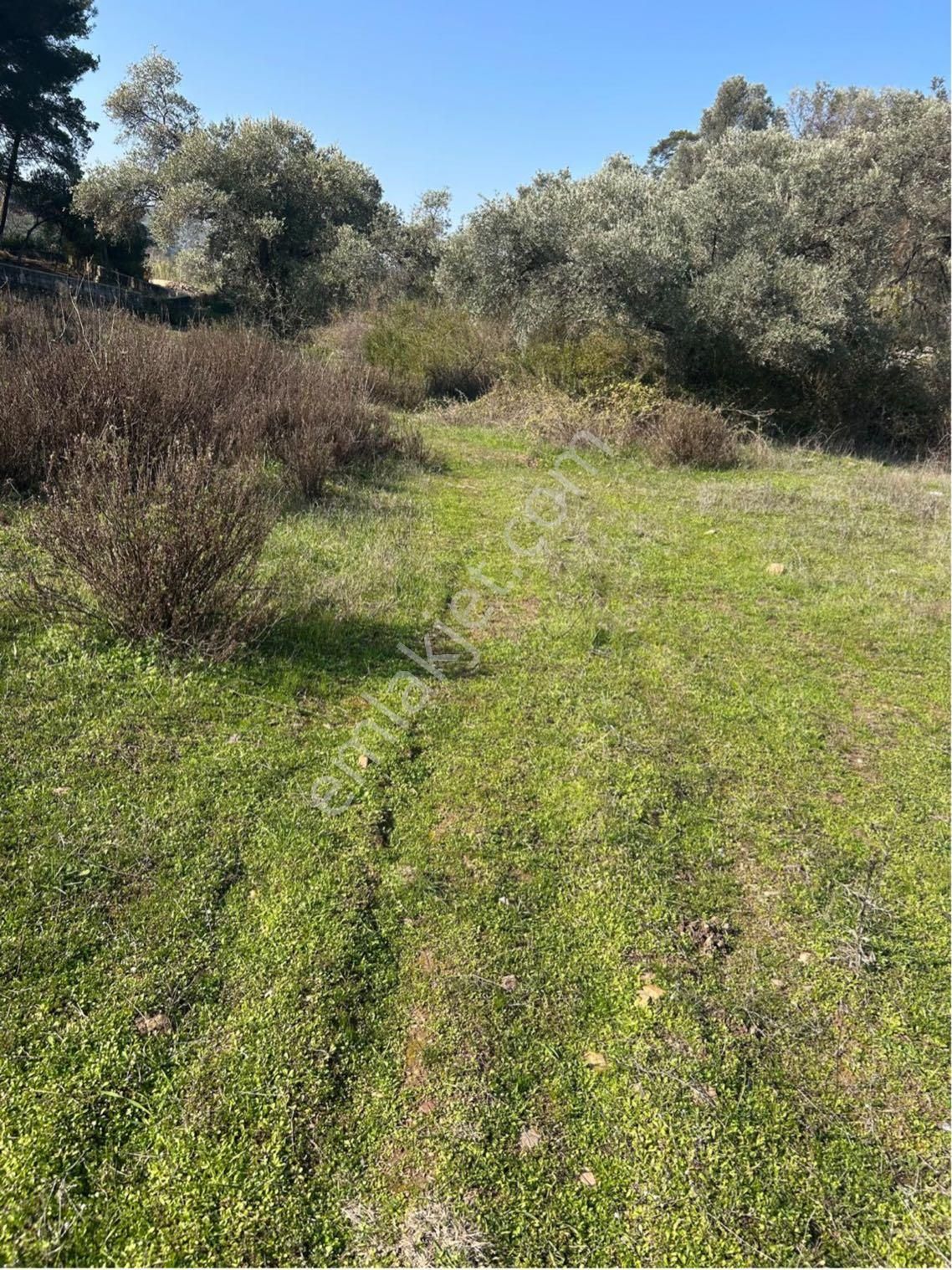 Bodrum Gökpınar Mahallesinde 1.400 M2 Acil Satılık Tarla - Görsel 14