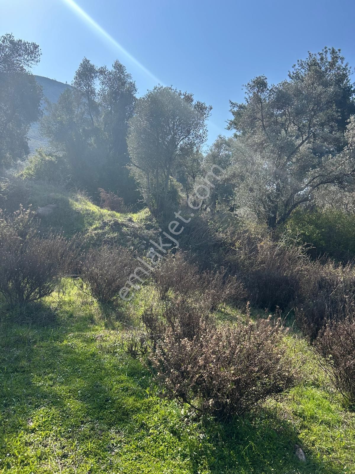 Bodrum Gökpınar Mahallesinde 1.400 M2 Acil Satılık Tarla - Görsel 12
