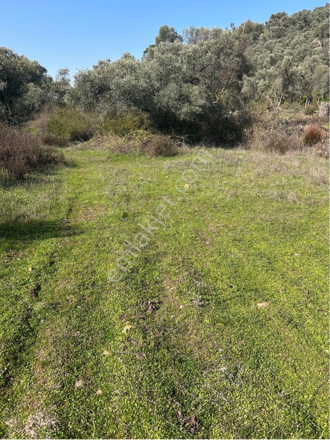 Bodrum Gökpınar Mahallesinde 1.400 M2 Acil Satılık Tarla - Görsel 13