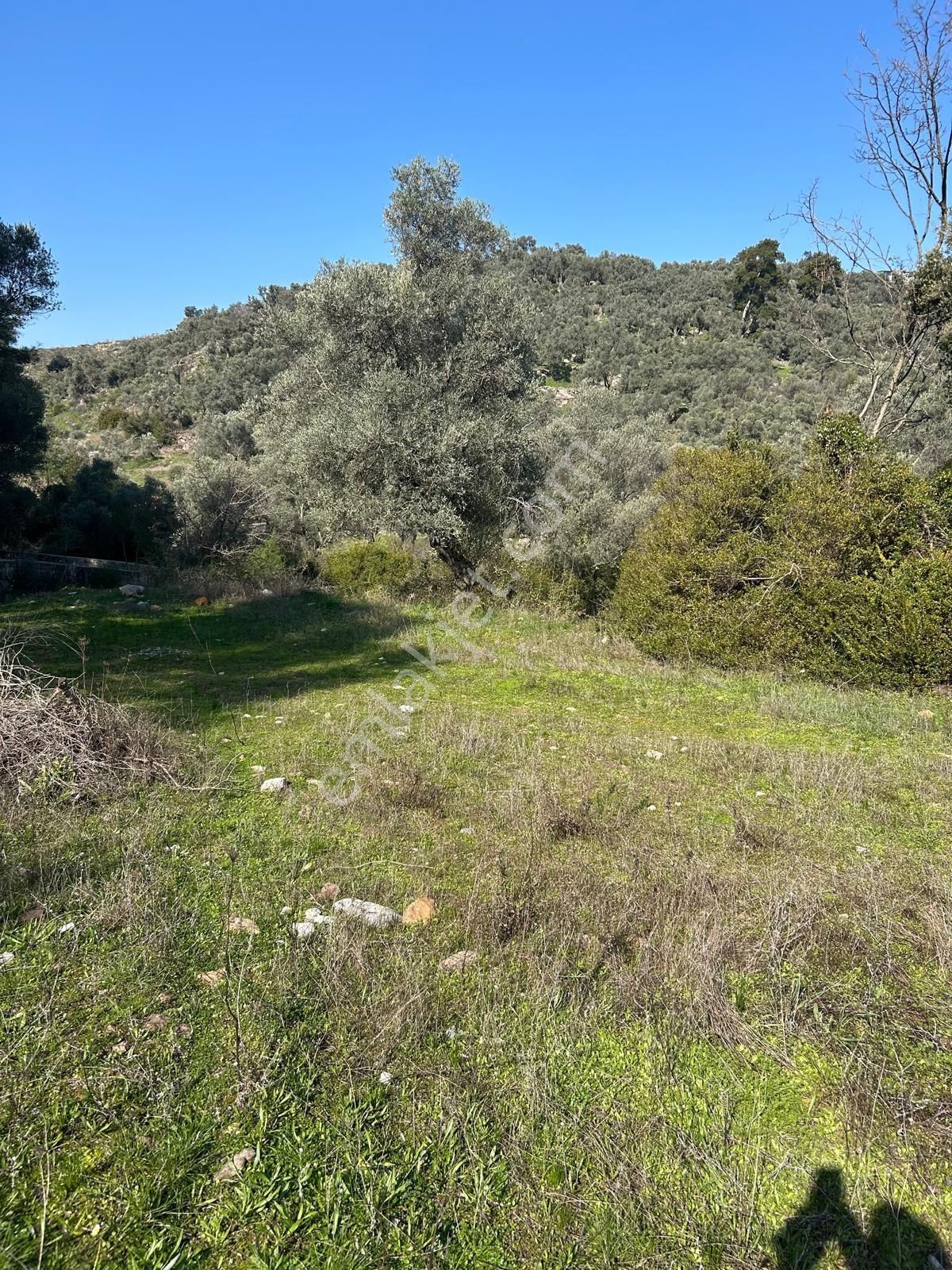 Bodrum Gökpınar Mahallesinde 1.400 M2 Acil Satılık Tarla - Görsel 4