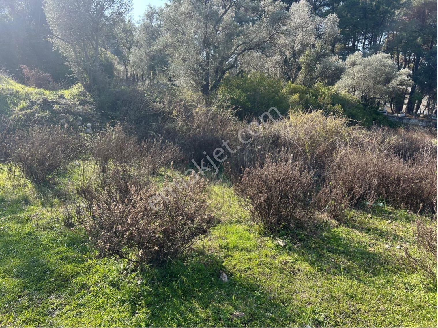 Bodrum Gökpınar Mahallesinde 1.400 M2 Acil Satılık Tarla - Görsel 9