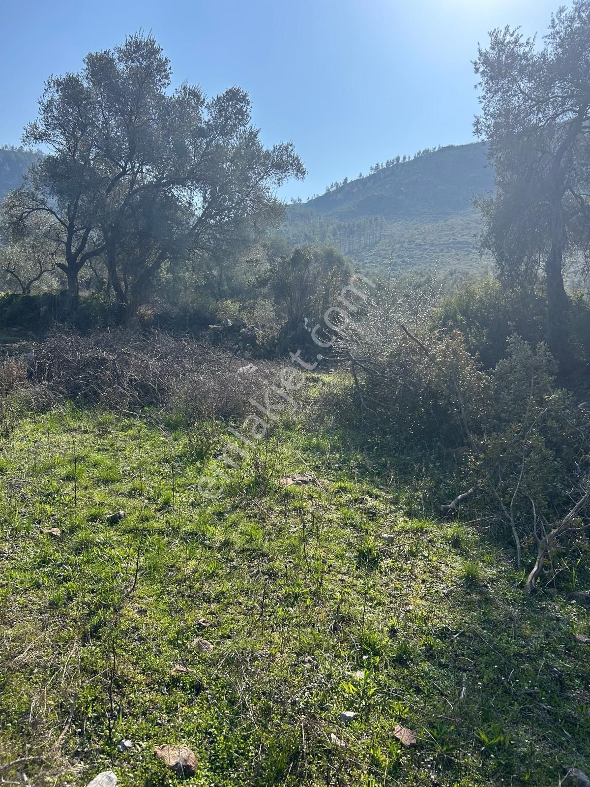 Bodrum Gökpınar Mahallesinde 1.400 M2 Acil Satılık Tarla - Görsel 2