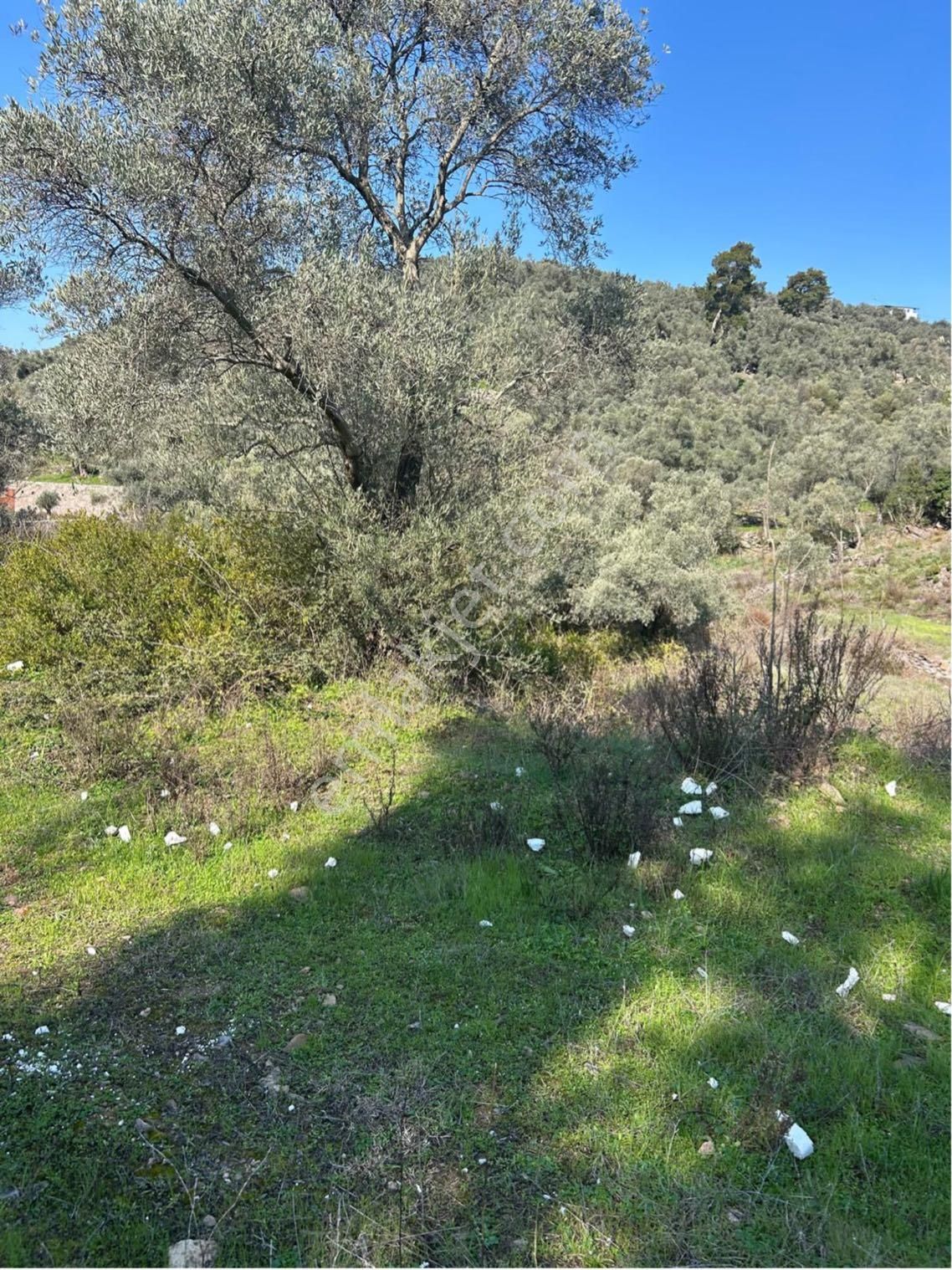 Bodrum Gökpınar Mahallesinde 1.400 M2 Acil Satılık Tarla - Görsel 8