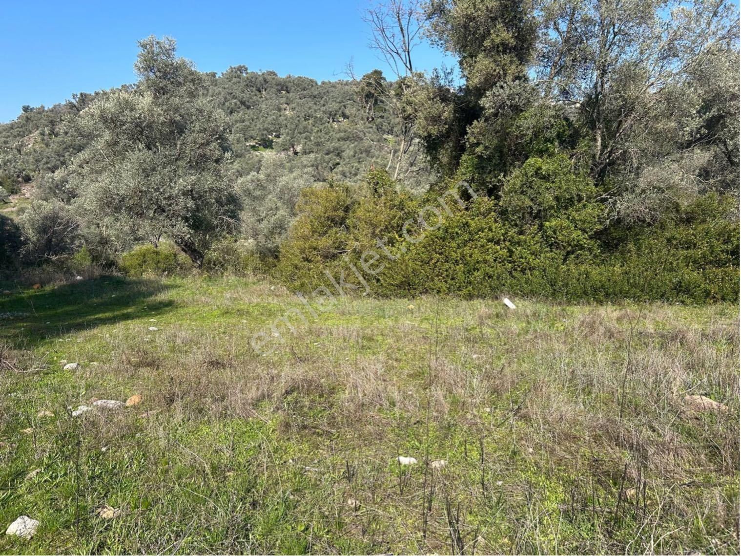 Bodrum Gökpınar Mahallesinde 1.400 M2 Acil Satılık Tarla - Görsel 5