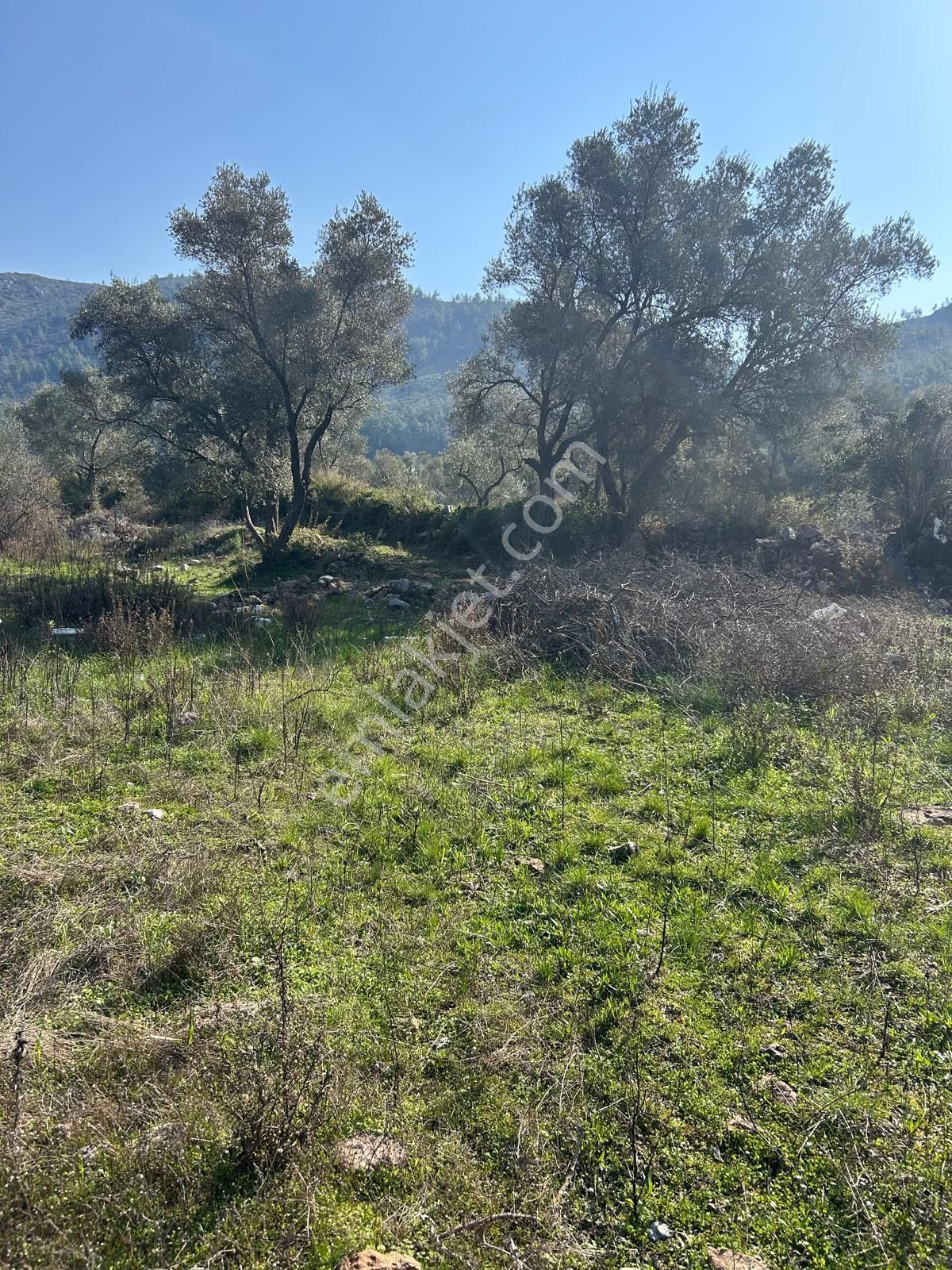 Bodrum Gökpınar Mahallesinde 1.400 M2 Acil Satılık Tarla - Görsel 6