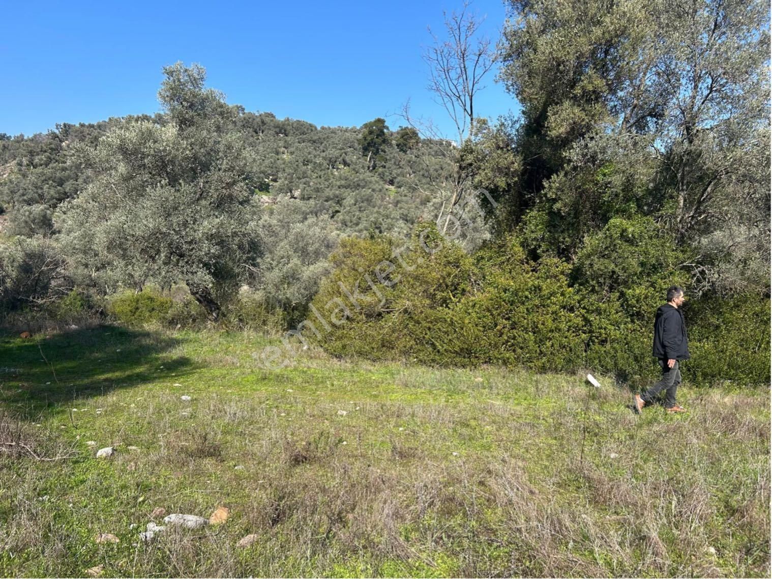 Bodrum Gökpınar Mahallesinde 1.400 M2 Acil Satılık Tarla - Görsel 3