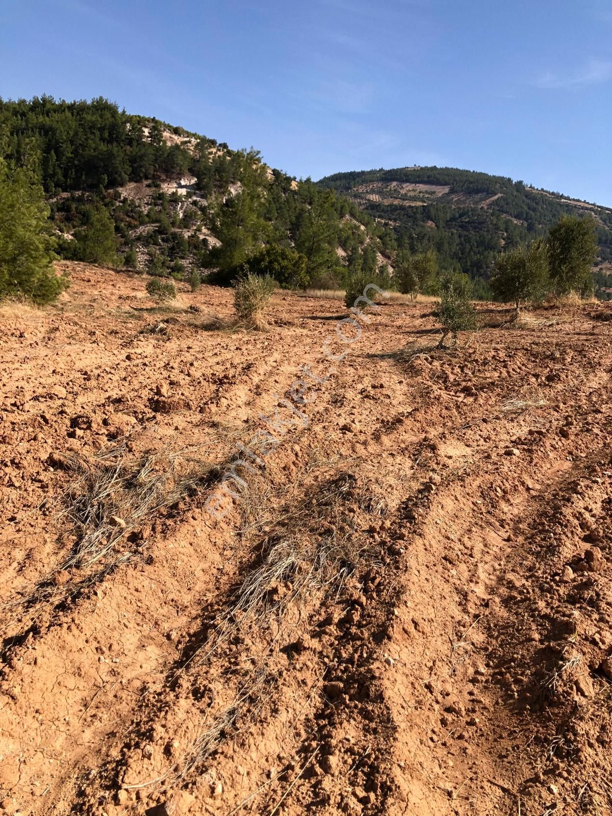 Aydın Bozdoğan Örencik Mahallesinde Satılık Bahçe - Görsel 20