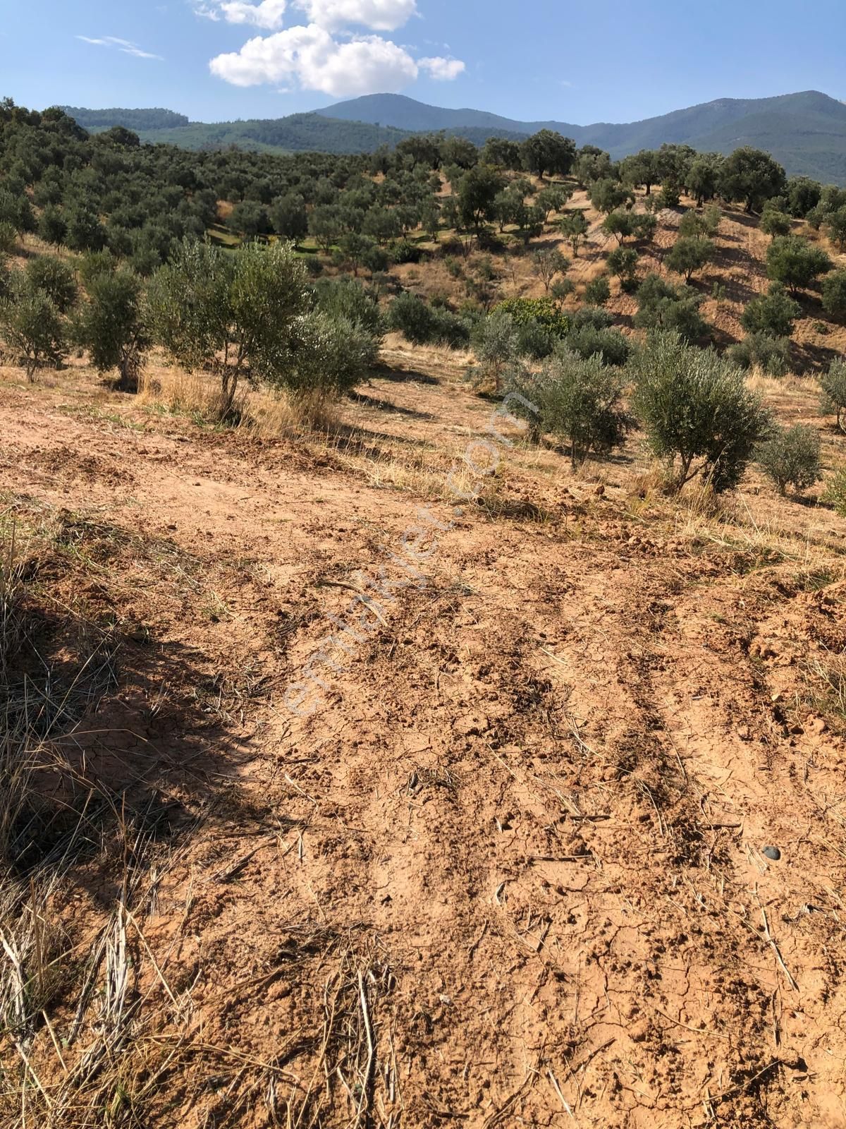 Aydın Bozdoğan Örencik Mahallesinde Satılık Bahçe - Görsel 18