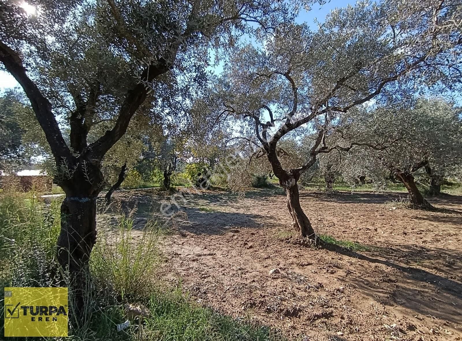Torbalı Çapak Mah. Satılık Kelepir Tek Tapu Zeytinlik - Görsel 11