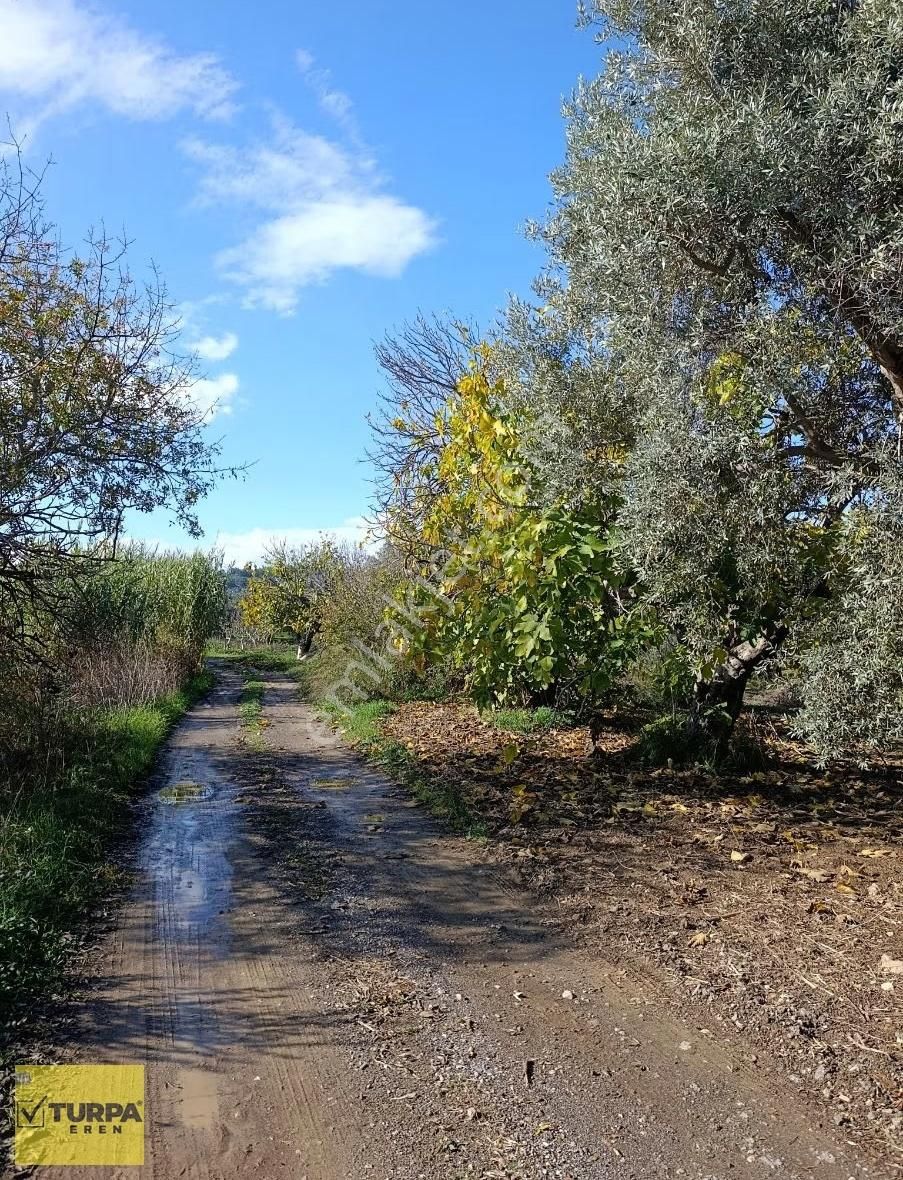 Torbalı Çapak Mah. Satılık Kelepir Tek Tapu Zeytinlik - Görsel 7
