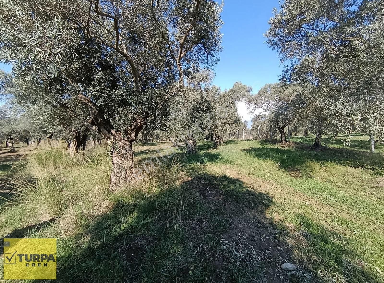 Torbalı Çapak Mah. Satılık Kelepir Tek Tapu Zeytinlik - Görsel 12