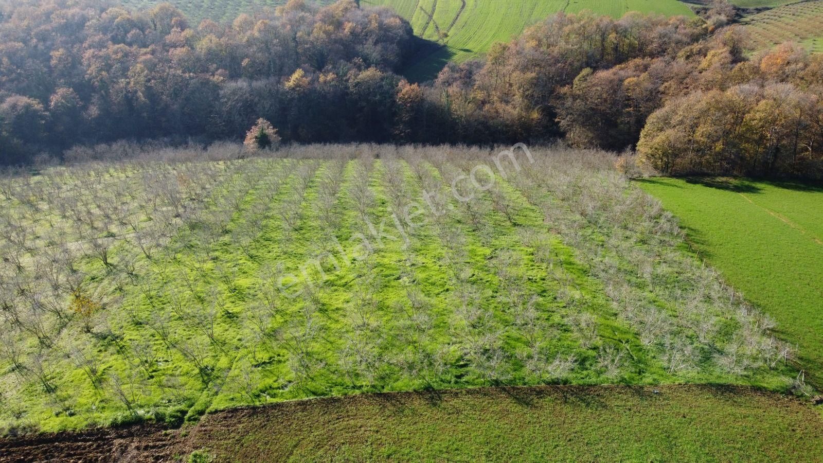 Sakarya Adapazarı Elmalı Mahallesinde Amortismanlı Fındık Bahçesi - Görsel 2