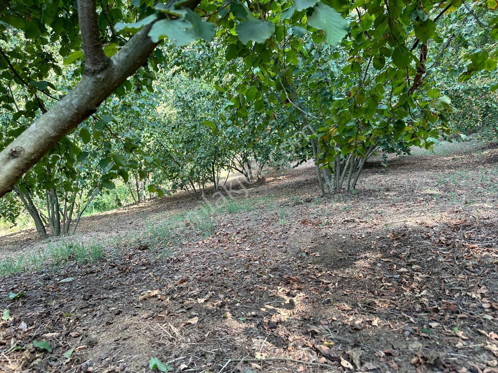 Sakarya Adapazarı Elmalı Mahallesinde Amortismanlı Fındık Bahçesi