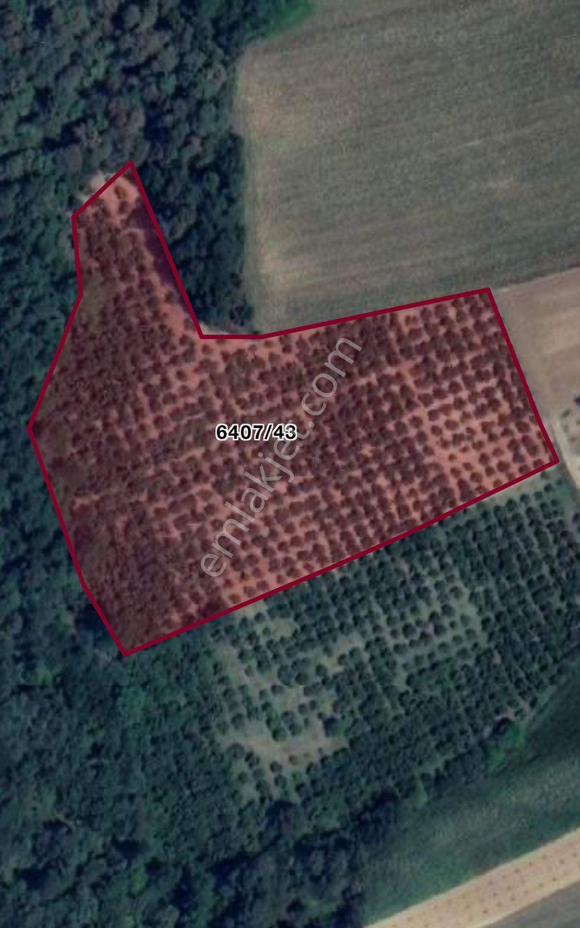 Sakarya Adapazarı Elmalı Mahallesinde Amortismanlı Fındık Bahçesi - Görsel 5