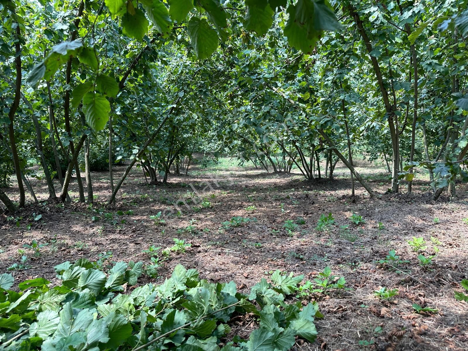Sakarya Adapazarı Elmalı Mahallesinde Amortismanlı Fındık Bahçesi - Görsel 4