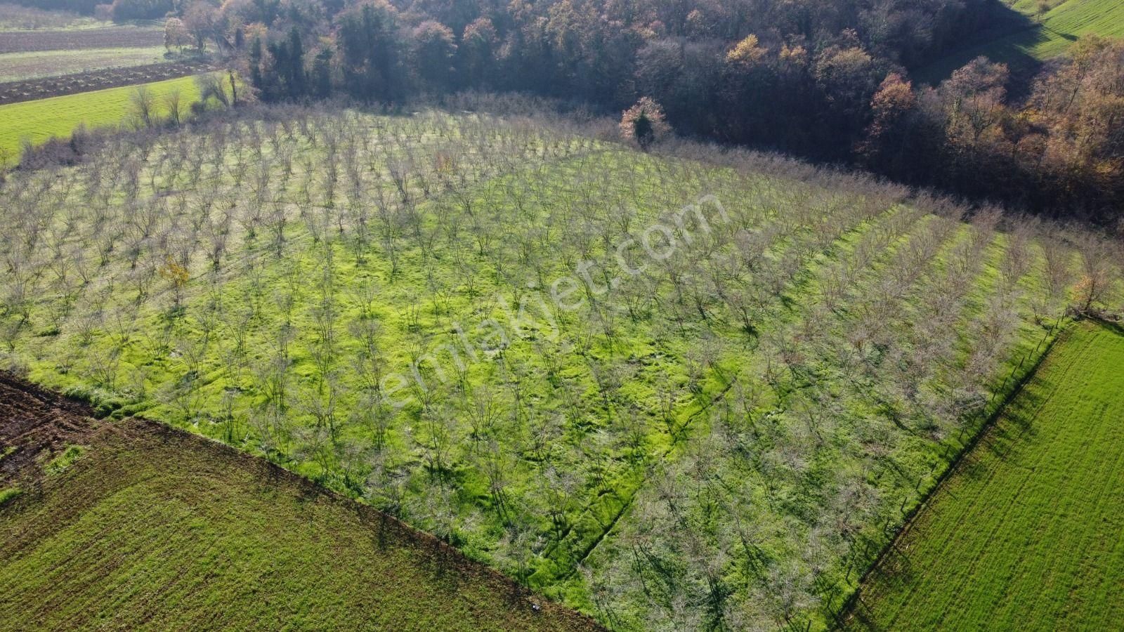 Sakarya Adapazarı Elmalı Mahallesinde Amortismanlı Fındık Bahçesi - Görsel 3