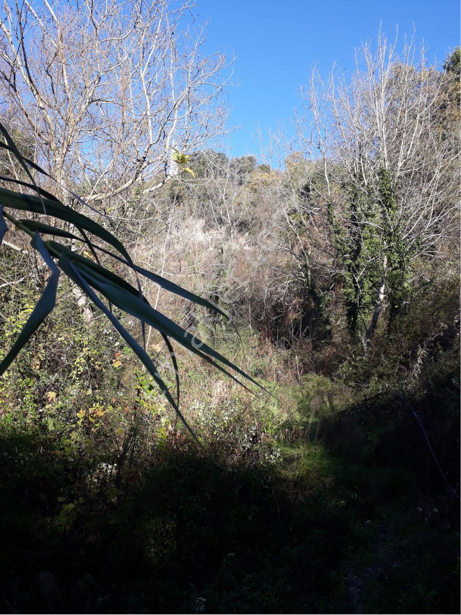 Alanya Gümüşgöze Köyü Satılık Tarla - Görsel 2