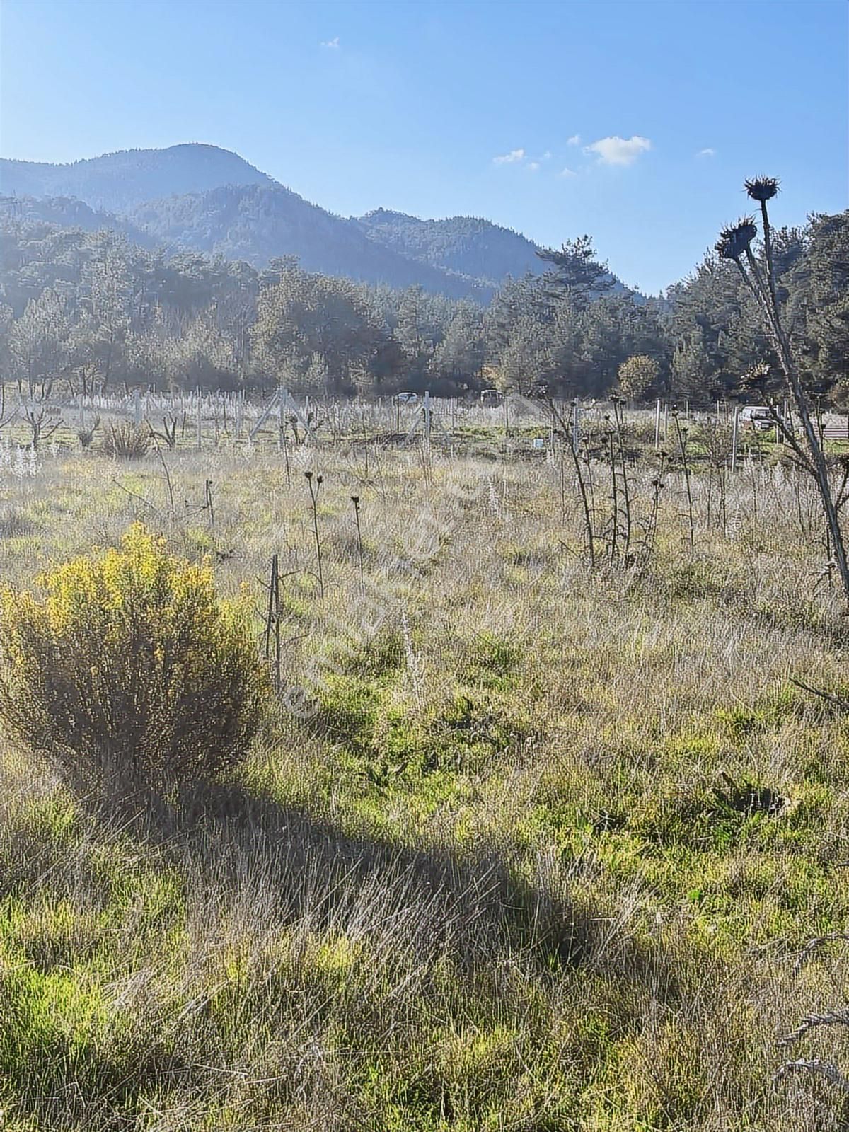 Menderes Deliömerli Köyünde Süper Bir Bahçe - Görsel 4